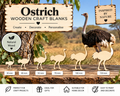Wooden Ostrich Craft Shapes – Laser Cut Plywood Craft Embellishments | 30–150 mm