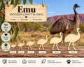 Wooden Emu Craft Shapes – Laser Cut Plywood Craft Embellishments | 30–150 mm