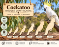 Wooden Cockatoo Craft Shapes – Laser Cut Plywood Craft Embellishments | 30–150 mm