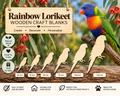 Wooden Rainbow Lorikeet Craft Shapes– Laser Cut Plywood Craft Embellishments | 30–150 mm